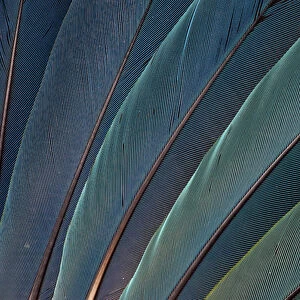 Scarlet Macaw wing feathers