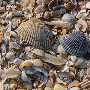 Seashells on the beach, Florida