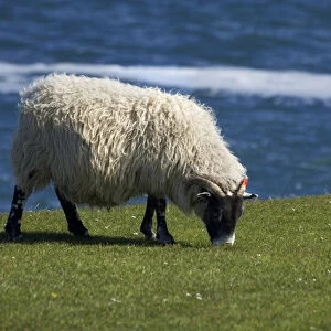 Sheep, England, United Kingdom