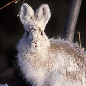 snowshoe hare, Lepus americanus, changing into its summer colors, south side of the Brooks Range