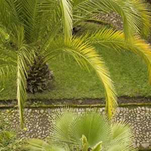 South America, Ecuador, Hacienda Cusin, 9km from Otavalo, palm tree in garden