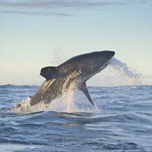 South Cape Town. A great white shark propels himself out of the water, trying to strike