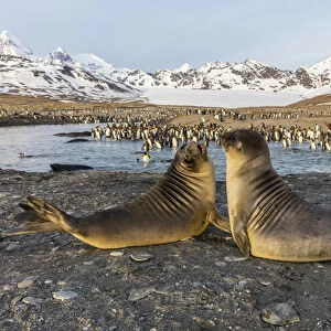South Georgia Island, St. Andrews Bay. Elephant seal pups in front of king penguins