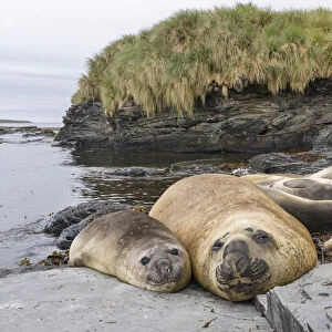 Southern elephant seal (Mirounga leonina), male, after breeding period on the Falkland Islands