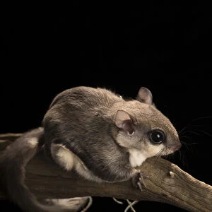 Southern flying squirrel, Glaucomys volans, controlled situation, Florida