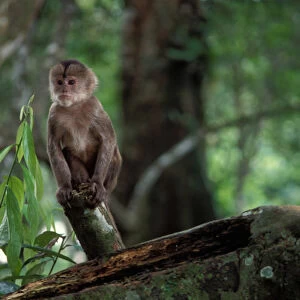 one of four species of the spider monkey in the Amazon jungle, Ecuador, South America