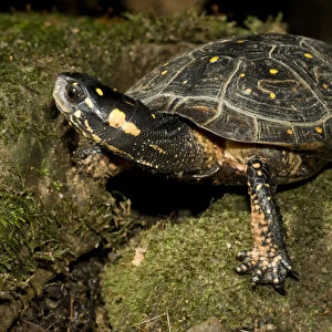 Spotted Turtle, Clemmys guttata, a pond and woodland turtle of the Eastern United States