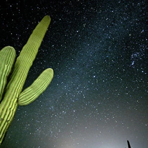 Star filled night sky with saguaro cactus over Organ Pipe Cactus National Monument