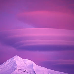 Sunset colored magenta Lenticular clouds over Mt Hood, Oregon