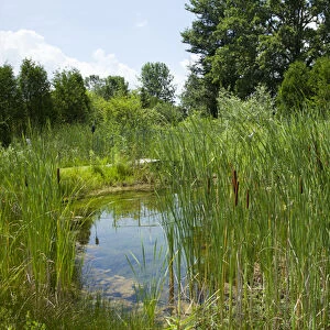 Sweet Grass Gardens Nursery carries several rare or hard-to-find species such as