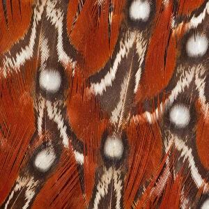 Tragopan Feather design and fan effect