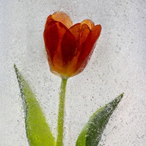 Tulip in ice
