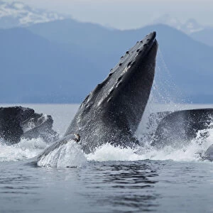 USA, Alaska, Angoon, Close-up of Humpback Whales (Megaptera novaengliae) lunging