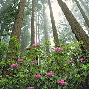 USA, California, Redwood NP. Pink rhododendron and sequoia redwoods reach for the sky in Redwood NP