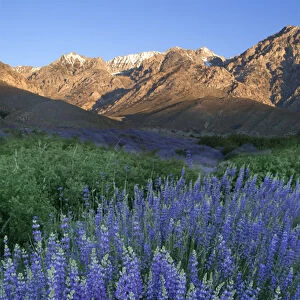 USA, California, Sierra Nevada Mountains. Inyo bush lupine blooms and mountains. Credit as