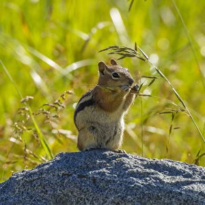 USA, Colorado, Gunnison National Forest. Golden-mantled ground squirrel eating grass seeds