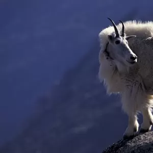 USA, Colorado, Mountain goat (Oreamnos americanus) on rocky ledge, in process of shedding