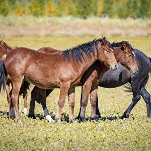USA, Colorado, San Luis. Wild horse herd. Credit as: Fred Lord / Jaynes Gallery / DanitaDelimont
