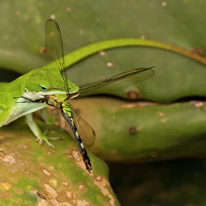 USA, Louisiana, Jefferson Island. Anole lizard with dragonfly prey