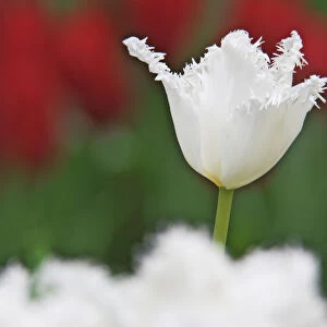 USA, Nevada, Las Vegas. White-fringed tulips in garden