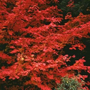 USA, Oregon, Mount Hood National Forest. Bright red leaves of vine maple in autumn