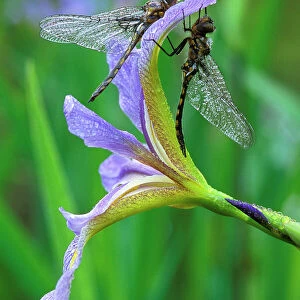 USA, Pennsylvania. Two dragonflies on iris flower