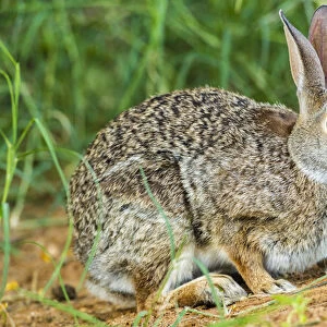 USA, Texas, Hidalgo County. Cottontail rabbit eating