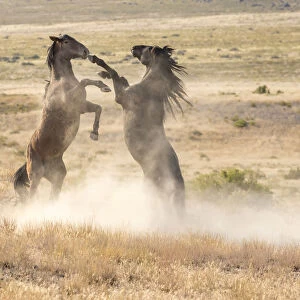 USA, Utah, Tooele County. Wild stallions fighting