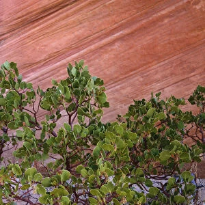 USA, Utah, Zion National Park. Close-up of manzanita bush and sanstone wall. Credit as