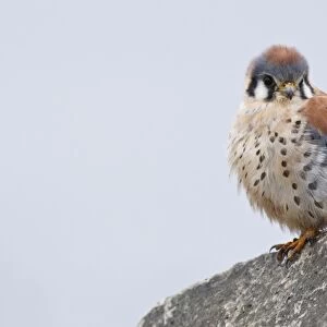 USA, Washington, Ridgefield National Wildlife Refuge. Male American Kestrel (Falco