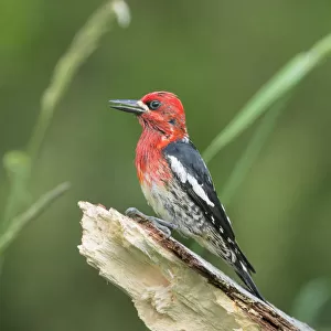 USA, Washington State. Red-breasted Sapsucker (Sphyrapicus ruber) perches on a fallen alder snag