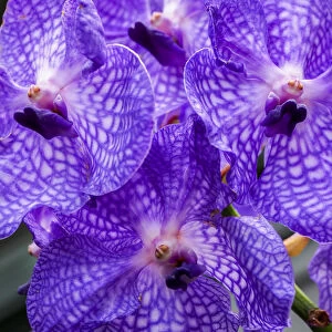 Vanda Manuvadee sky orchid