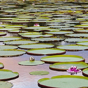 Victoria amazonica lily pads and flowers on Rupununi River, southern Guyana
