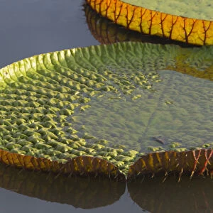 Victoria amazonica lily pads on Rupununi River, southern Guyana