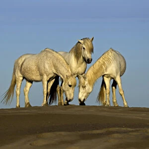 Side view of Camargue horses, southern France
