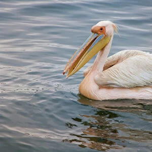 Walvis Bay, Namibia. Eastern White Pelican resting on the water
