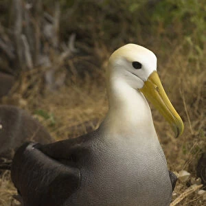 Waved Albatross (Phoebastria irrorata) sitting on egg Punta Suarez, Espaaa'ola Island