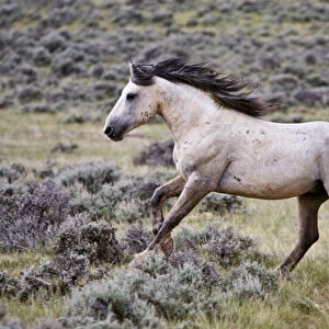 wild horse (Equus caballus) feral, herd stallion running free, sagebrush priaire