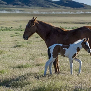 Wild horses, mother and yearling foal graze along Pony Express Byway near Salt Lake City