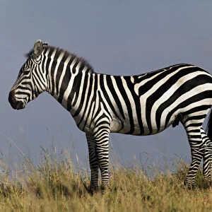 Zebra in profile on ridge, Masai Mara, Kenya, Africa