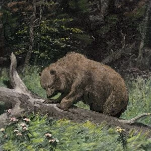 Bear getting honey from a beehive