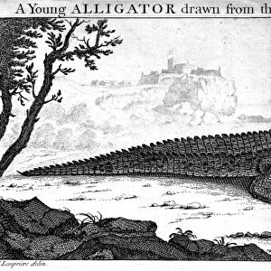ALLIGATOR. Copper engraving, English, 1752, after a drawing of 1739