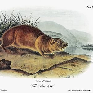 AUDUBON: BEAVER. Mountain, or sewellel, beaver (Aplodontia rufa). Lithograph, c1854
