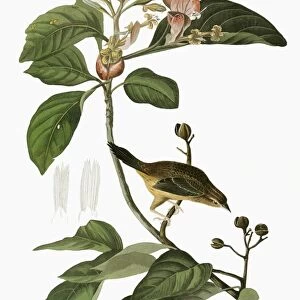 AUDUBON: SPARROW. Bachmans Sparrow (Peucaea aestivalis, formerly Aimophila aestivalis)