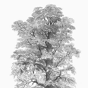 CALIFORNIA: GIGANTIC TREE. Wellingtonia gigantea. Wood engraving, 1854