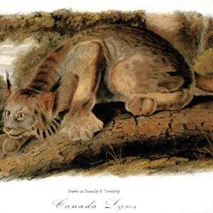 CANADA LYNX, 1846. (lynx canadensis). Lithograph, after the painting by John James Audubon