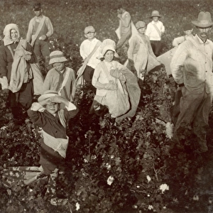 CHILD LABOR: COTTON, 1913. Group of young cotton pickers near Waxahachie, Texas