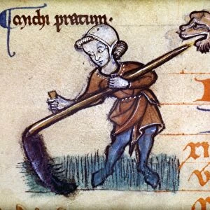 CUTTING HAY WITH A SCYTHE. English manuscript illumination, late 13th century