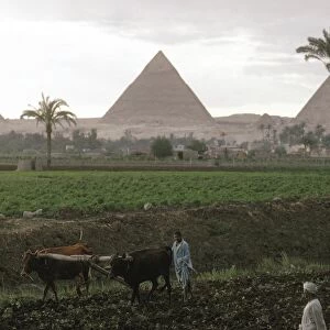 EGYPT: FARMING, c1970. Farmers plowing fields along the banks of the Nile River in Egypt, with the pyramids of Giza seen in the distance. Photographed c1970