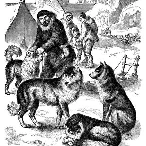 ESKIMO: SLED-DOGS. Wood engraving, 19th century